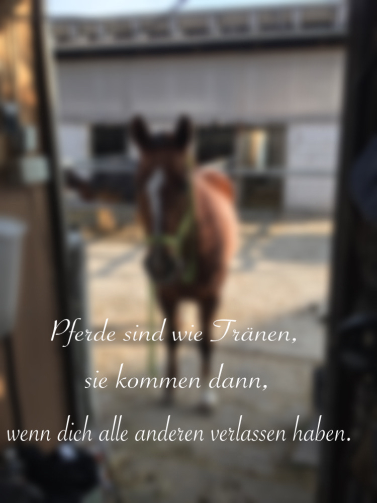 Pferde sind wie Tränen